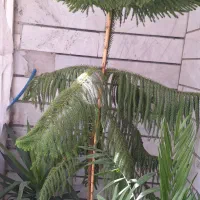 درختچه بزرگ