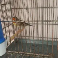 سهره جوجه  قفس