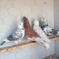 چند عدد کبوتر