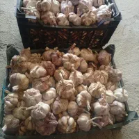 سیر خیلی خوبن تازه قیمت 250 نزدیک به 15کیلو