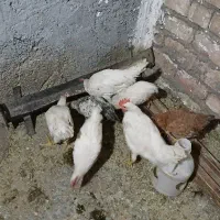 ۵تاجوجه‌خروس ماشینی