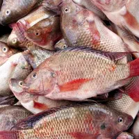 شانگ درشت و کف دستی تازه