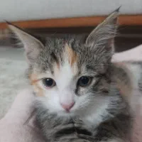 بچه گربه ۲ ماهه