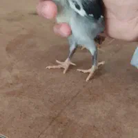 جوجه لاری اصیل (تعدادمحدود۱۰روزه) از مولدداخل عکس