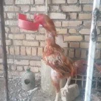 لاری