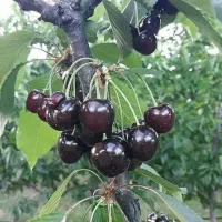 گیلاس تک دانه اسفراین