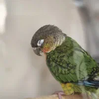 جوجه گرینچیک یلوساید