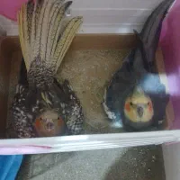 عروس هلندی نر ماده