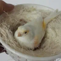 جوجه قناری امیدیه