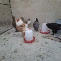 مرغ و خروس برهما