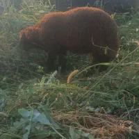 نر بره