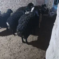 ۵ عدد بره نر چاق درجه یک