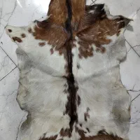پوست بز