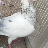 سار نر