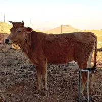 گوساله ماده.قربانی برای اربعین
