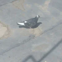 کبوتر