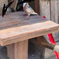 ماده دم سفید قیمت ۶۰۰