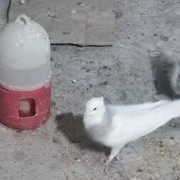 طوقی الماسی
