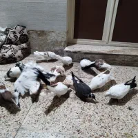 کبوتر ۱۴عدد
