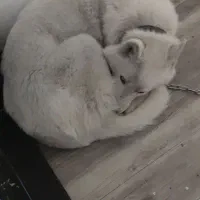 سگ هاسکی گمشده