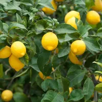 فروش-باغ-لیمو