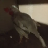 خروس