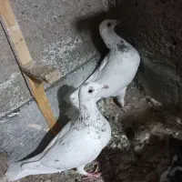 کفتر ،سارسرونج