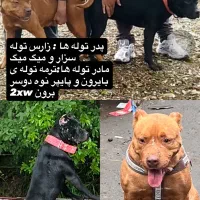 توله پیتبول فوقلاده نصل بالا