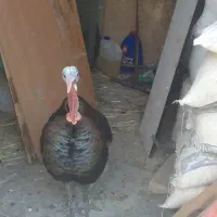 بوقلمون نر