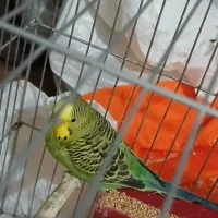 مرغ عشق زیبا