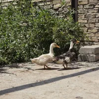 اردک نر و ماده