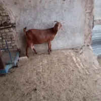 میش وبز