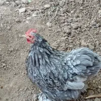 تخم مرغ کوشین