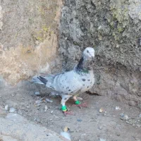 کبوتر گرفتنی