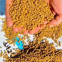 فروش بچه ماهی