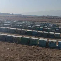 کندو زنبور عسل