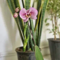 حراج گلهای آپارتمانی به قیمت عمده