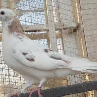 کفتر هما زرد(جوجه قلمه)پرش سنگین