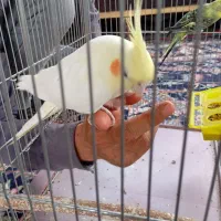 عروس هلندی ماده