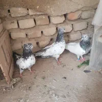 سه تا کبوتر ساعت بالا به شرط( کله و کله دم)