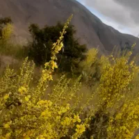 شهد کوهستان