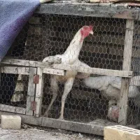 خروس لاری