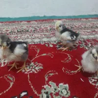 جوجه گلین ۱۲ روزه