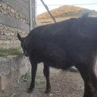 گاو و گوساله جرسی