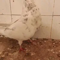 کفتر نر
