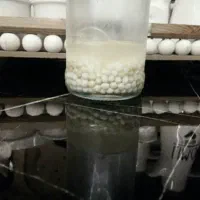 خاویار حلزون تازه