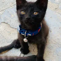 واگذاری گربه اروم و دستی دوماهه