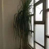 گل لیندا|گل و گیاه طبیعی|تهران, نارمک|دیوار