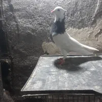 کبوتر طوقی نر ساده افشون  سفید نر