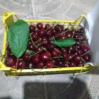 گیلاس فرانسه دم بلند درشت